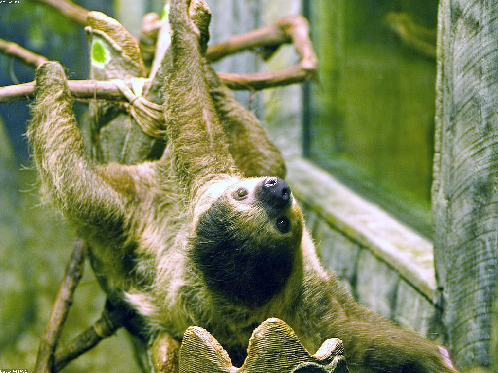 ការបកស្រាយស្លុត