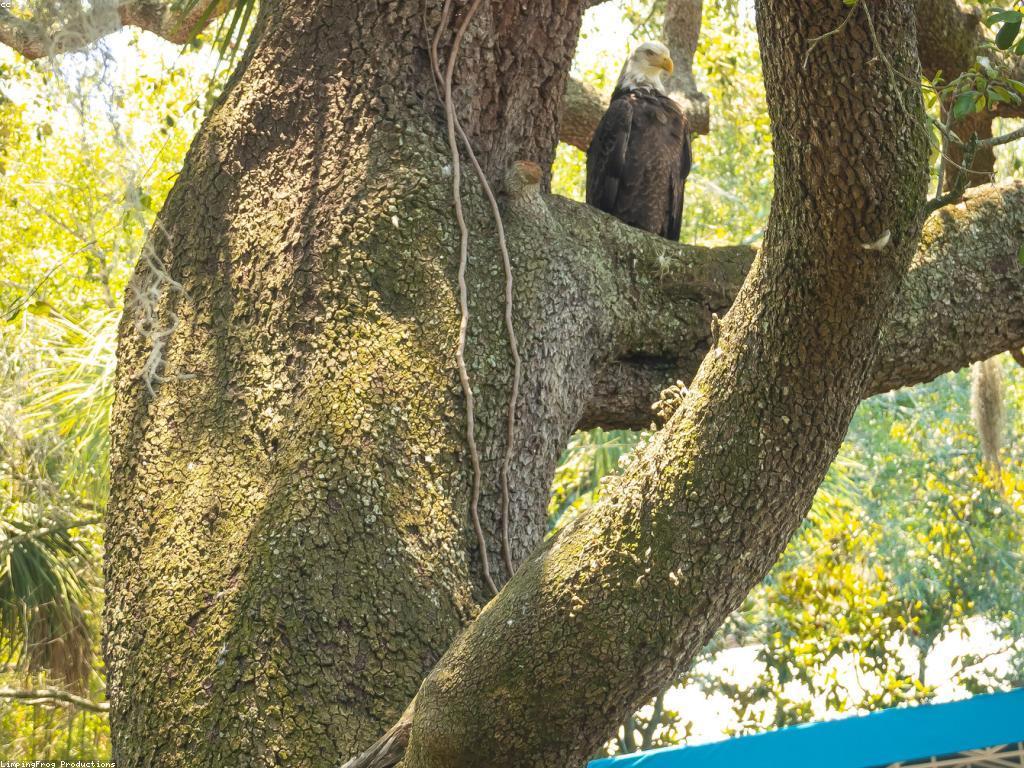 ការបកស្រាយស្លុត