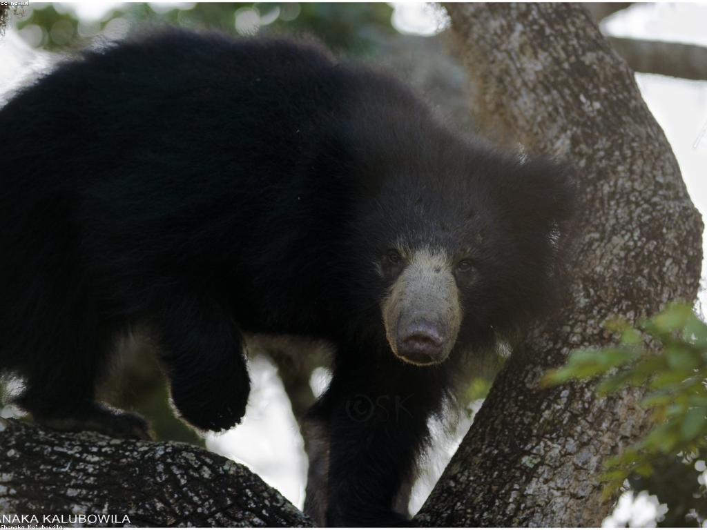 ការបកស្រាយស្លុត